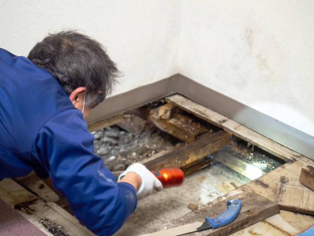 Best Residential Mold Remediation in Moon Lake, FL